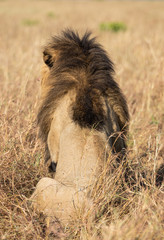 Portrait of male lion, Panthera leo, of the Sand River or Elawana Pride, from behind  in African landscape with tall 