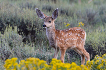 mule deer fawn