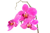 Fototapeta Storczyk - Purple Orchid (Phalaenopsis) isolated on white background