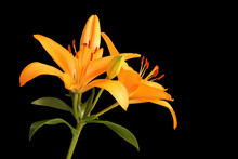 Orange Day Lily Flower Isolated On Black Background