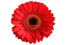 Red Gerbera Isolated On White Background