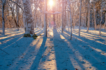 Wall Mural - Sunny morning in the winter forest.