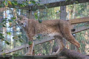 Luchs