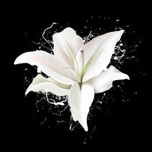 Delicate Beautiful White Lily Close - Up On A Black Background, With Splashes Of Paint. Light Airy Exquisite Artistic Image Of Nature. A Gentle Breath Of Nature And A Delicious Delicate Fragrance