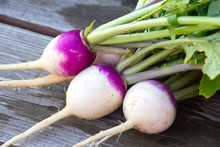 Harvested Fresh Turnip Vegetable