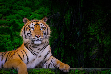 Wall Mural - Bengal tiger resting Near with green moss from inside the jungle zoo .