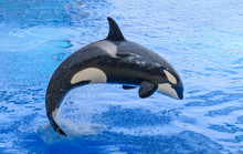 killer-whale-free-stock-photo-public-domain-pictures