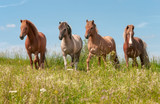 Fototapeta Konie - Four Icelandic horses in a meadow, young stallions chestnut, mouse dun tobiano and red dun