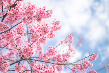 Beauty in nature of pink spring cherry blossom in full bloom  under clear blue sky.