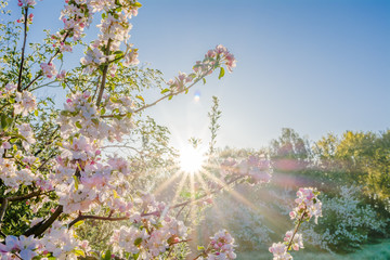 Wall Mural - Beautiful morning with sun shining through cherry blossom in spring garden, blossoming branch with pink flowers of sakura