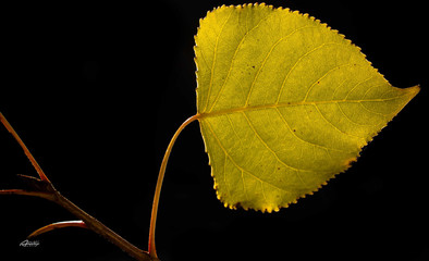 yellow leaf on black background