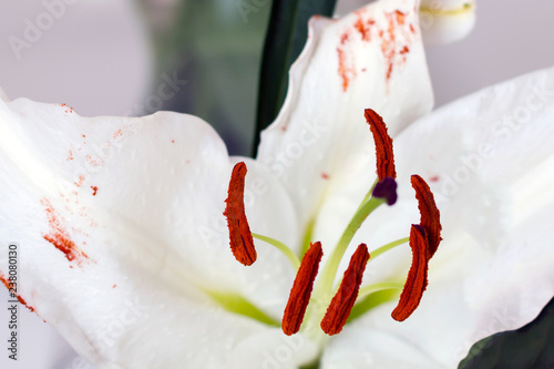 Fotografía Stamen and pistil of white flower Lilium candidum, close up