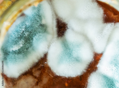 Fotografia, Obraz Mold. Macro photo. Selective focus. Top view