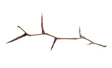 Thorny Acacia Twig Isolated On White Background