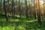 Fototapeta Las - Morning in a pine forest. Evergreen pinewood with Scots or Scotch pine Pinus sylvestris trees in Pomerania, Poland.