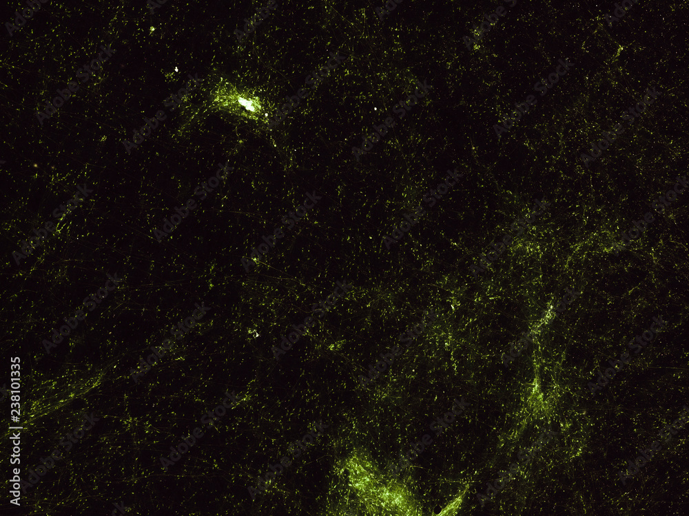 loose connective tissue - cross section cut under the microscope – microscopic view of human body cells for education