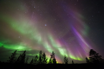 aurora borealis, northern lights, above boreal forest.
