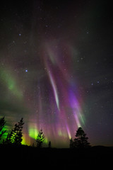 aurora borealis, northern lights, above boreal forest.