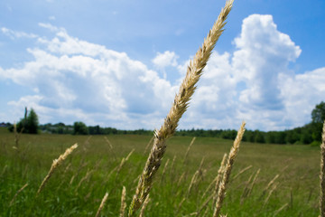 Landscape of countryside field