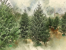 Frasier Fir Christmas Tree Farm Lot Watercolor