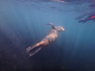 Sea lions swimming underwater in the sea of Patagonia