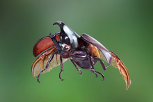 The Siamese Rhinoceros Beetle (Xylotrupes Gideon) Or Fighting Beetle, It Is Particularly Known For Its Role In Insect Fighting In Thailand. New Trend Of Awesome Pets / Popular Exotic Pets From Asia.