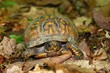 © Wirepec - Box Turtle (Terrapene carolina)