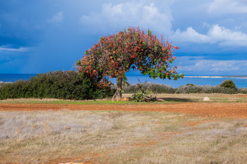 Tree and blue sea. Green  shrubs. Travel photo 2018, december.