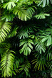 © Putthipong - Tropical jungle nature green palm leaves on dark background in a garden