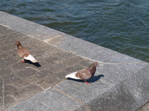 Couple De Pigeon Biset De Couleur Marron Clair Et Blanc Colomba Livia Stock Photo Adobe Stock