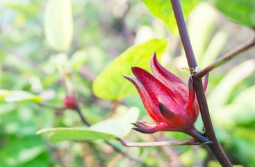 Wall Mural - Hibiscus sabdariffa or roselle fruits flower in farm,for juice roselle tea,herbal and medicines,sweet and sour