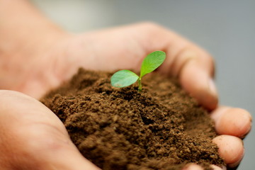 Small trees and clay on the hands against the background blurred.