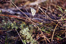 Pyrgus Albescens Or The White Checkered Skipper Tiny Butterfly Sitting  On Dry Grass, Side View, Blurry Background
