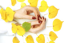 Women's Hands On White Background Next To Lie Yellow Leaves Hand Care Concept