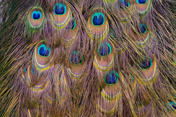 Wall Mural - Details and patterns of peacock feathers.