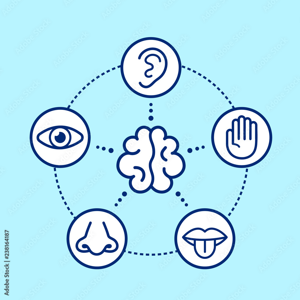 Five human senses surrounding brain.  - obrazy, fototapety, plakaty 