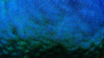  Details and patterns of peacock feathers.