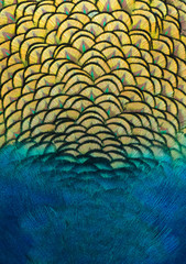 Sticker - Details and patterns of peacock feathers.