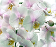 Large Orchid flowers