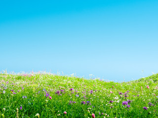 Wall Mural - spring meadow with flowers and grass