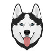 Black and white Siberian husky with blue eyes and tongue out. Husky dog head. Vector illustration