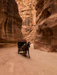 Horse and carriage in a sandstone slot canyon in Petra, Jordan