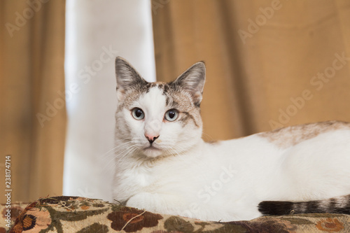 White Cat Sitting On Couch Buy This Stock Photo And Explore
