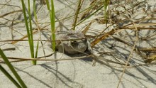 Frog Camouflage In Sand And Green Grass In The Natural Environment. Hidden Animal In Wild Nature.