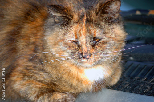 Cuadros en Lienzo tricolor cat sleeping on the car in the street