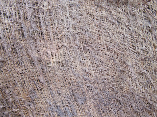 Texture of the Coconut Tree, Coconut Tree Fronds, Part of Coconut Plant