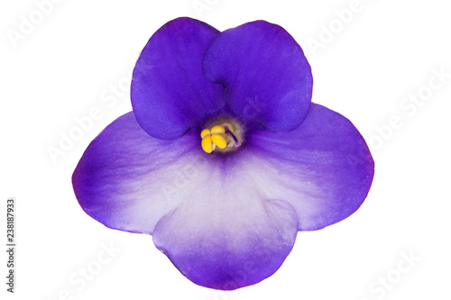 Fotografía Blue african violet flower (saintpaulia) isolated on white background, closeup