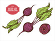 Vector collection of hand drawn colored  beet