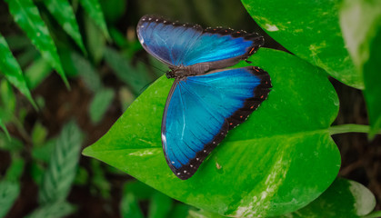 Wall Mural - Morpho Peleides butterfly, with open wings on a green leaf, with green vegetation background