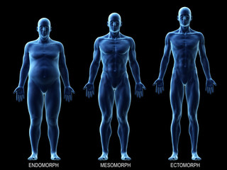 Wall Mural - 3d rendered medically accurate illustration of the male body types